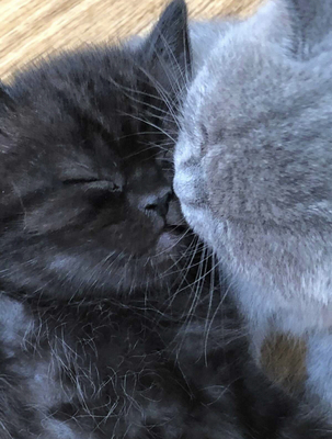 Britisch Kurzhaar Kätzchen in Blue und Schwarz, Britisch Kurzhaar Jungtier - Kater