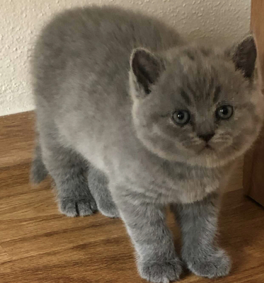 Britisch Kurzhaar Kätzchen in Blue und Schwarz, Britisch Kurzhaar Jungtier - Kater