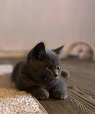 Britisch Kurzhaar Kätzchen in Blue und Schwarz, Britisch Kurzhaar Jungtier - Kater