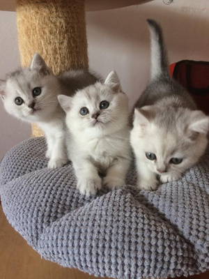 Britisch Kurzhaar Kätzchen in Silver Shaded, Britisch Kurzhaar Jungtier - Katze