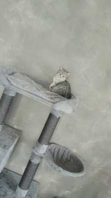 Britisch Kurzhaar Kater