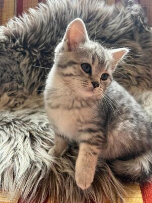 Britisch Kurzhaar Kater, 1 Kater Jungtier - Kater