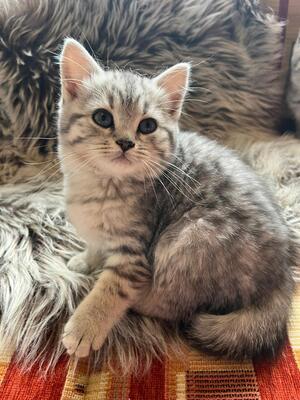 Britisch Kurzhaar Kater, 1 Kater Jungtier - Kater