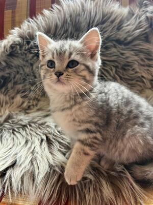 Britisch Kurzhaar Kater, 1 Kater Jungtier - Kater