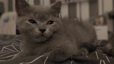 Britisch Kurzhaar Kater Ragnar mit Stammbaum sucht Liebhaber/in, BKH Kitten Jungtier - Katze