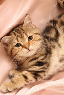 Britisch Kurzhaar - Kater