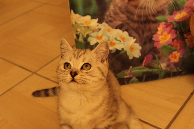 Britisch Kurzhaar - Kater