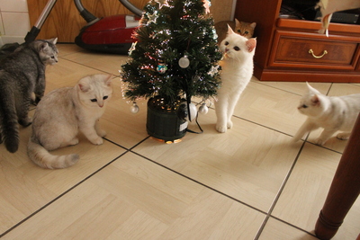 Britisch Kurzhaar - Kater