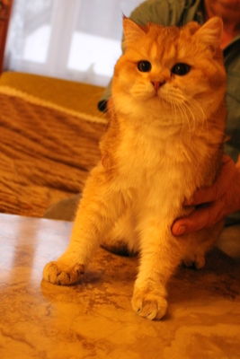 Britisch Kurzhaar - Kater