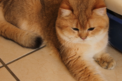 Britisch Kurzhaar - Kater