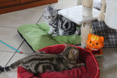 Britisch Kurzhaar - Kater