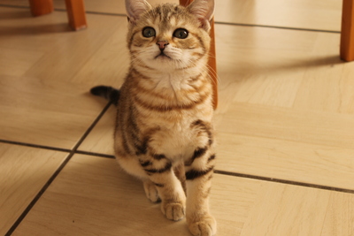 Britisch Kurzhaar - Kater