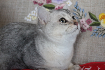 Britisch Kurzhaar - Kater