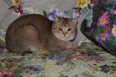 Britisch Kurzhaar - Kater