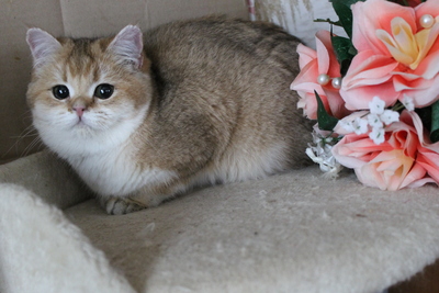 Britisch Kurzhaar - Kater