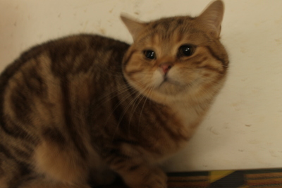 Britisch Kurzhaar - Kater