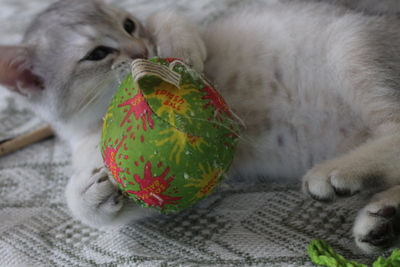 Britisch Kurzhaar - Kater