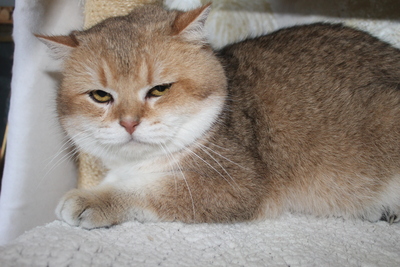 Britisch Kurzhaar - Kater