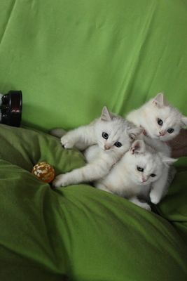 Britisch Kurzhaar - Katze