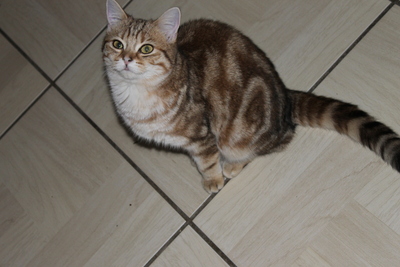 Britisch Kurzhaar - Katze