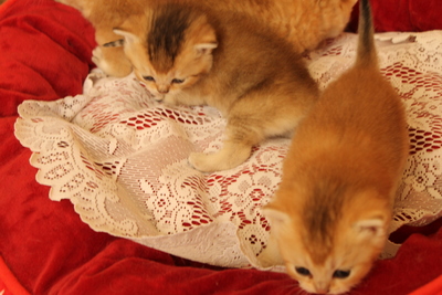 Britisch Kurzhaar - Katze