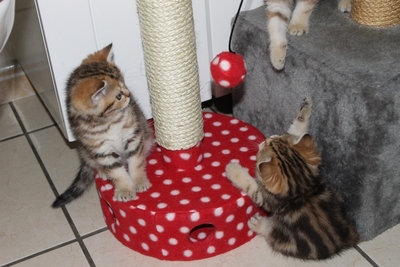 Britisch Kurzhaar - Katze