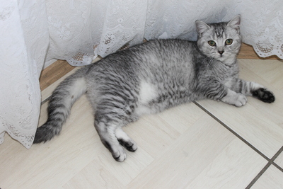 Britisch Kurzhaar - Katze