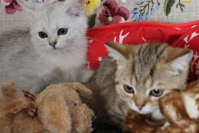 Britisch Kurzhaar - Katze