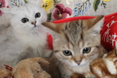 Britisch Kurzhaar - Katze