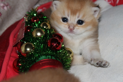 Britisch Kurzhaar - Katze