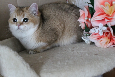 Britisch Kurzhaar - Katze