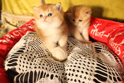 Britisch Kurzhaar - Katze