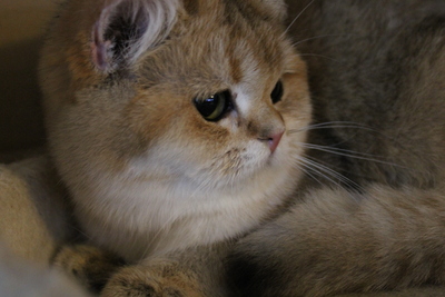 Britisch Kurzhaar - Katze