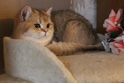 Britisch Kurzhaar - Katze