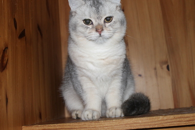 Britisch Kurzhaar - Katze