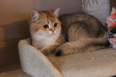 Britisch Kurzhaar - Katze