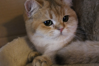 Britisch Kurzhaar - Katze