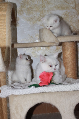 Britisch Kurzhaar - Katze