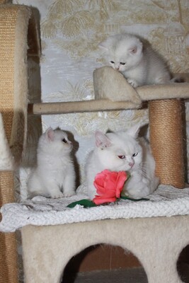 Britisch Kurzhaar - Katze