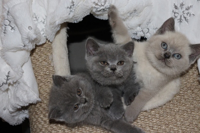 Britisch Kurzhaar-Katzenbaby-Kitten-Kätzchen, BKH Kurzhaar - Katze 1