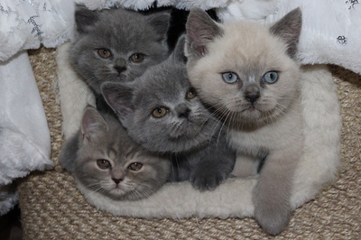 Britisch Kurzhaar-Katzenbaby-Kitten-Kätzchen, BKH Kurzhaar - Katze