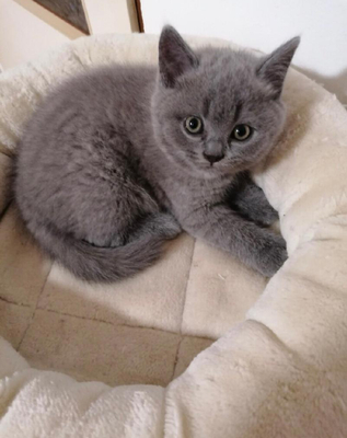 Britisch Kurzhaar Kitten in Blau sind auf der Suche nach einem neuen Zuhause, Britisch Kurzhaar Jungtier - Katze