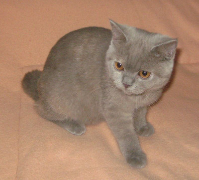 Britisch Kurzhaar Mädchen in lilac-creme, BRITISCH KURZHAAR Jungtier - Katze
