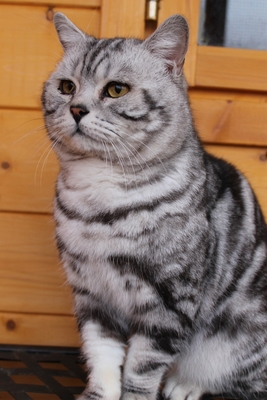Britisch Kurzhaarkatze Jungtier - Kater