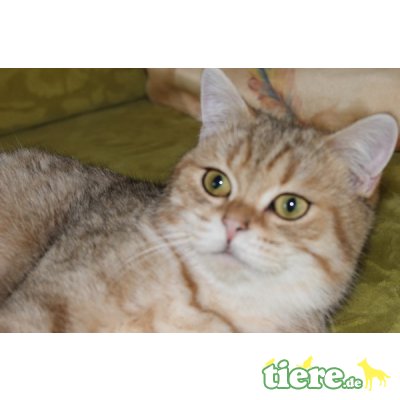Britisch Kurzhaarkatze - Kater