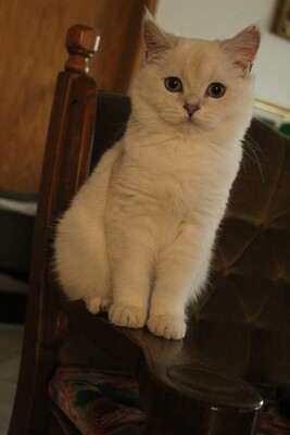 Britisch Kurzhaarkatze - Kater