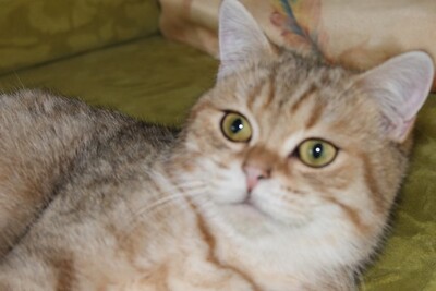 Britisch Kurzhaarkatze - Kater