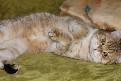 Britisch Kurzhaarkatze - Kater