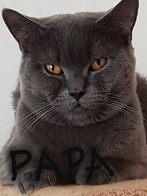 ---, Britisch Kurzhaarkatze - Kater