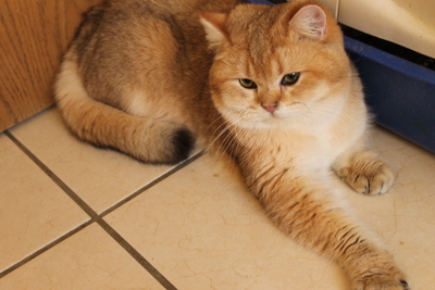 Britisch Kurzhaarkatze - Kater